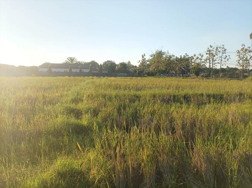 ขายที่ดิน 9ไร่3งาน ต.ป่าป้อง อ.ดอยสะเก็ด จ.เชียงใหม่ 6