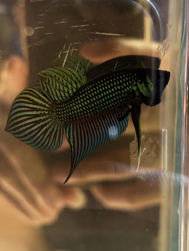 ปลากัดป่าหลากหลายสายพันธุ์ รูปที่ 6