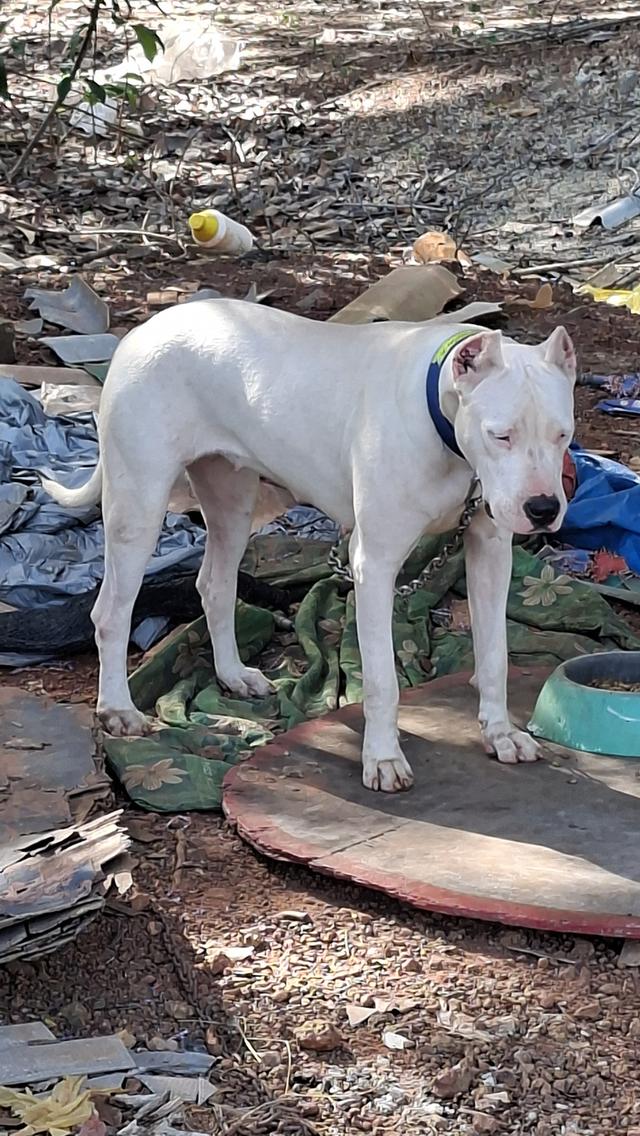 ขายสุนัขโดโกอาเจนติโน่ รูปที่ 2