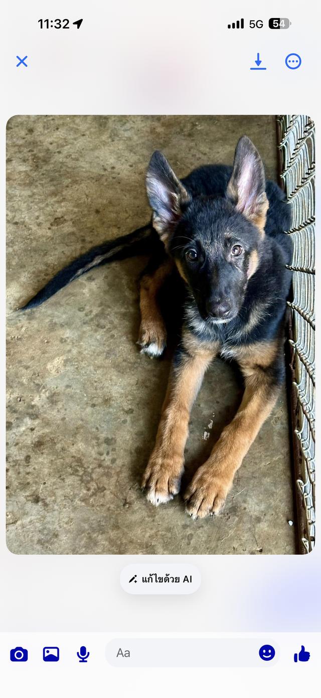 เยอรมันเชพเพิร์ด สุนัข