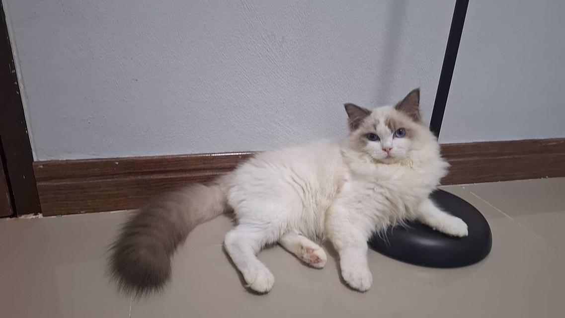 แมว Ragdoll ดช. มาดูตัวจริงได้ ปล่อยเบาๆ หล่อ มีตรวจโรคสุขภาพให้ก่อนย้าย ต้อง2เดือนนิดๆเองค่ะ อ้วนตุบมากค่ะ