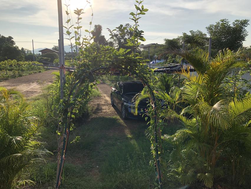 ขายที่ดิน 4 ไร่ พร้อมบ้านสวน ติดทางหลวง (ทล.1272 เมืองเก่า-คีรีมาศ) ใกล้อุทยานประวัติศาสตร์สุโขทัย  6