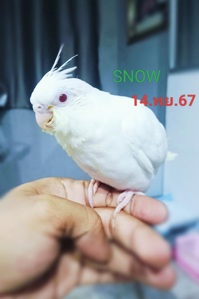 นกค๊อกคาเทล ลูกป้อน สวยๆ รูปย่อยที่ 2