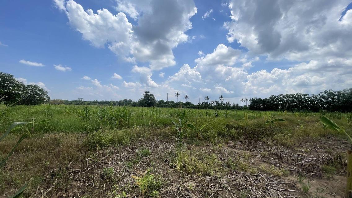 ขายที่ดิน 7 ไร่ ปากช่อง-เขาใหญ่ (แบ่งขายได้) ติดถนนธนะรัชต์ ใกล้ทางขึ้นลง มอเตอร์เวย์ M6 3