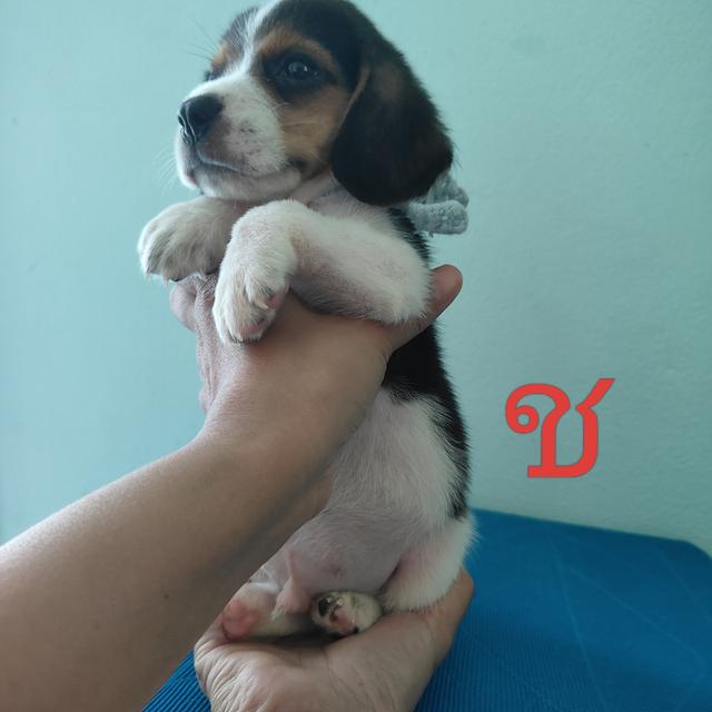 ลูกบีเกิ้ล 45วัน 4