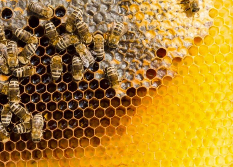  รู้จักชนิดของผึ้ง และประชากรของผึ้ง 1