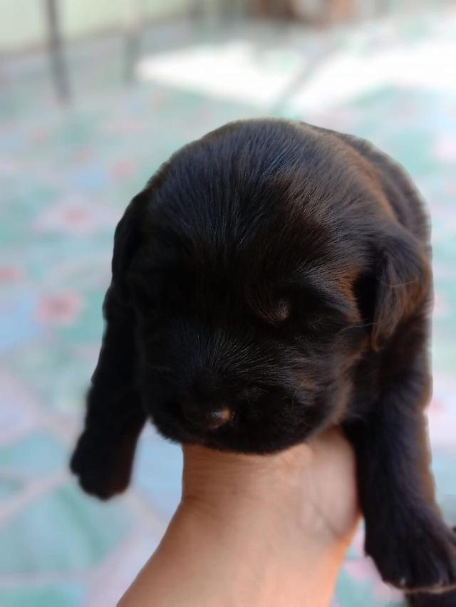 ลูกสุนัข Black Golden Retriever หาบ้าน 2