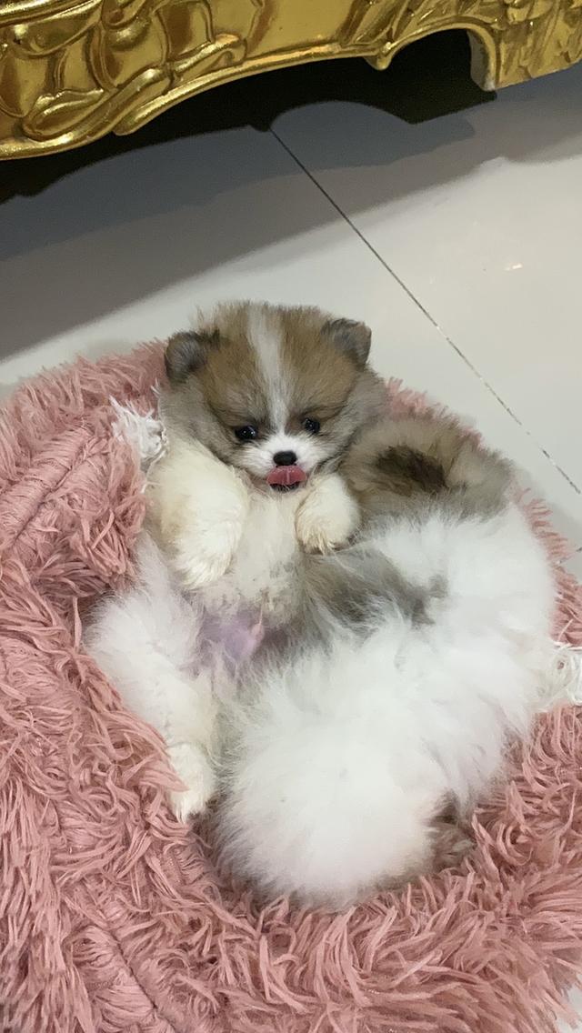 ลูกปอมเมอเรเนียนแท้ มาดูตัวจริงได้ รูปย่อยที่ 2