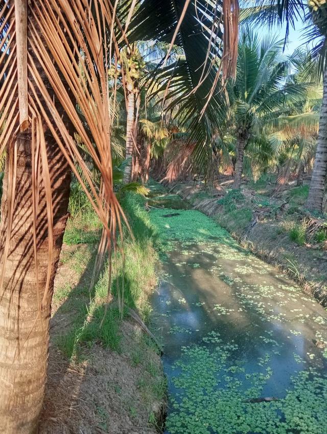 ขายที่ดินพร้อมสวนมะพร้าวน้ำหอมพร้อมเก็บผลผลิต 17