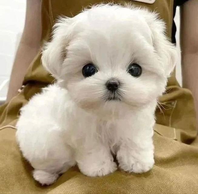 น้องสุนัข ปอมเมอเรเนียน สีขาวสุดน่ารัก 2