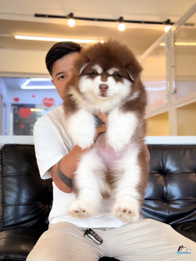น้องอลาสกัน ไจแอนด์ นำเข้าจากต่างประเทศ