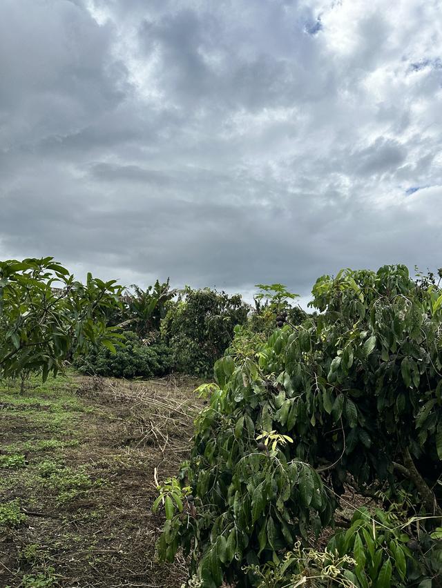 ที่ดิน 8