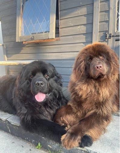 Newfoundland puppies  WhatsApp me : +66 63 826 3042 รูปที่ 2