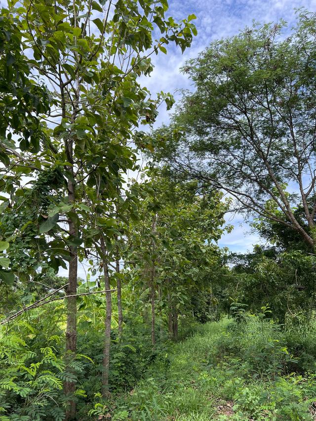 ขายที่ดินติดริมแม่น้ำท่าจีน 2-2-20 ไร่ โฉนดครุฑแดง หน้าติดถนนลาดยาง ต.วังไก่เถื่อน อ.หันคา จ.ชัยนาท 12