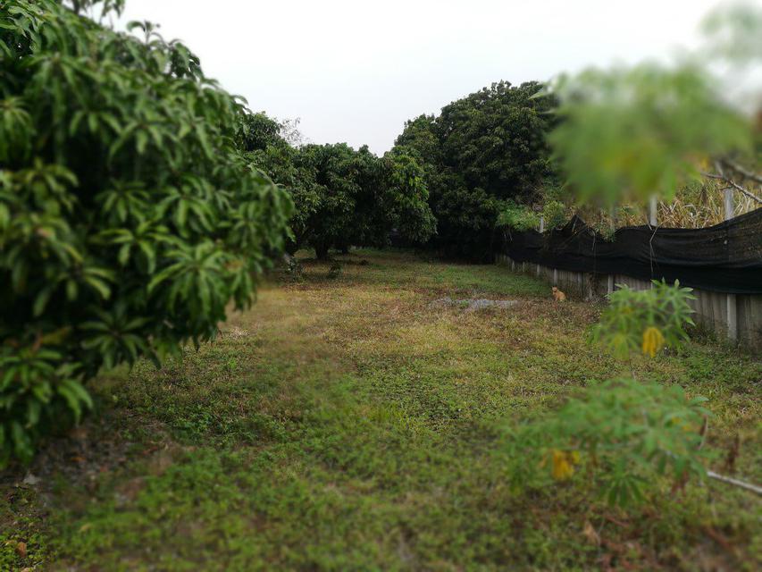 SS181ขายที่สวนลำใยและต้นมะม่วงบนเนื้อที่400ตรว.หรือ1ไร่ติดทา 2