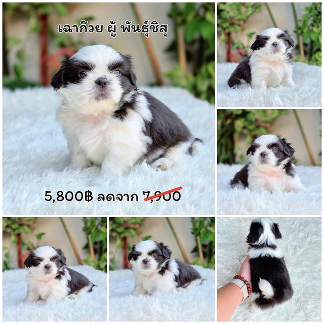 ชิสุแท้น้องเฉาก๊วยหนุ่มหล่อ