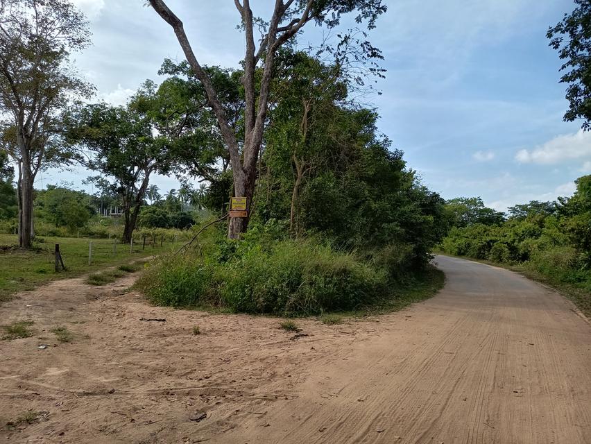 ที่ดิน 4 ไร่ เกาะสมุย 5