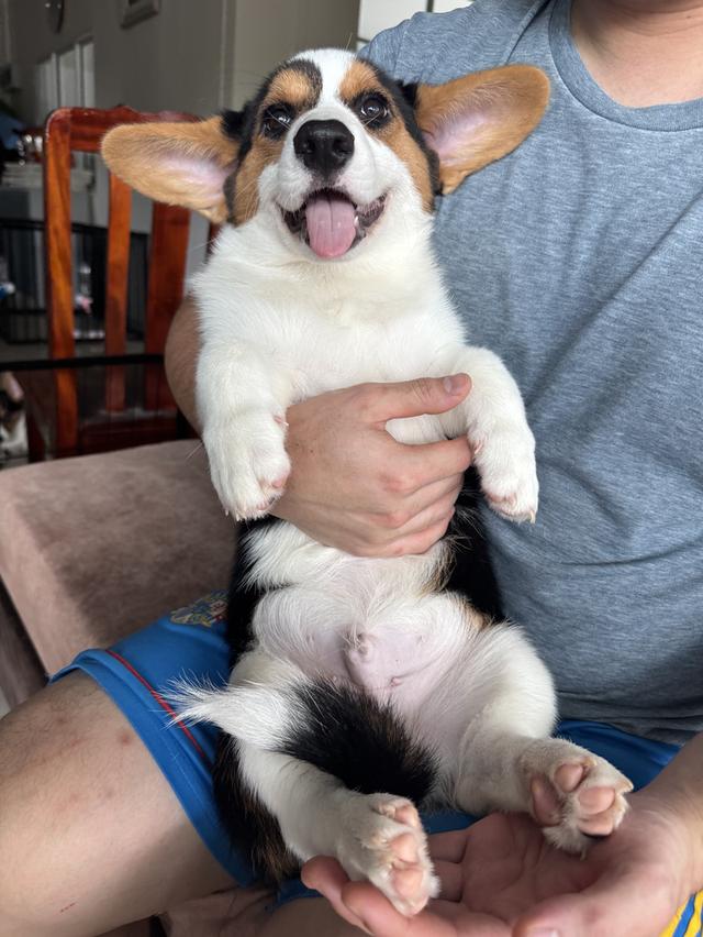 คอร์กี้คาดิแกนสายพันธ์แท้มีใบเพ็ท 4