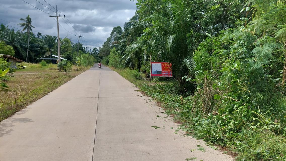 ที่ดิน สวนปาล์มน้ำมัน อ.หลังสวน จ.ชุมพร 20