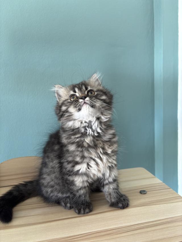 แมวเปอร์เซีย น่ารัก ขี้อ้อน 3