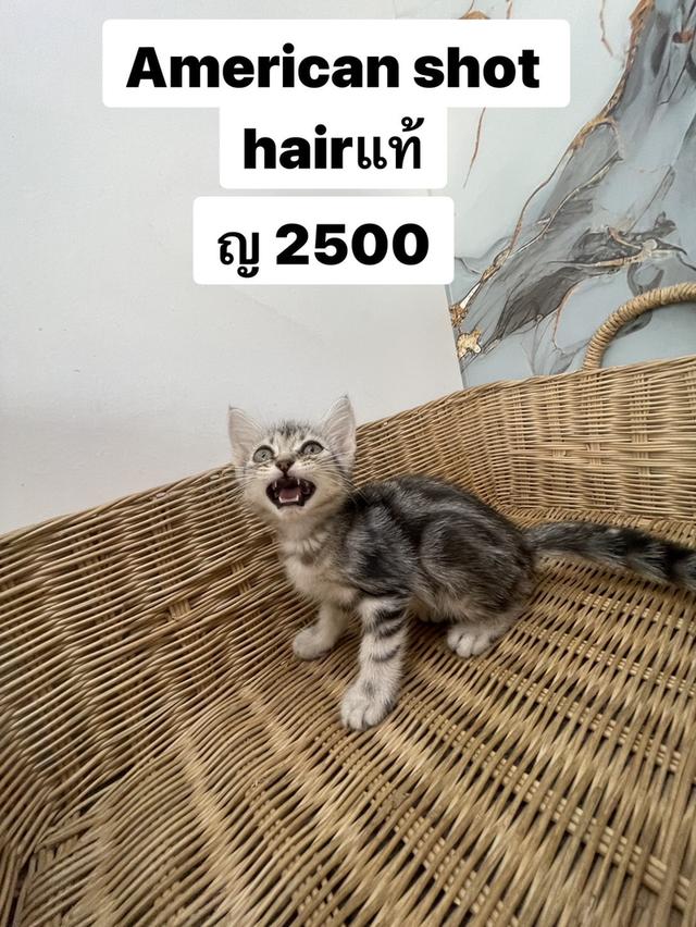 แมง อเมริกัน short hair 2500
