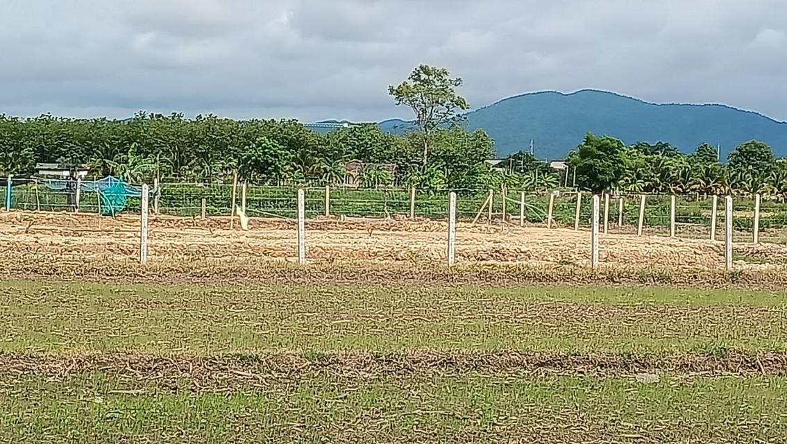 ขายที่ดินว่างเปล่า(ที่นาเกษตรกรรม) เนื้อที่ 12 ไร่   ตำบลดอนมูล อำเภอสูงเม่น จังหวัดแพร่ ติดถนน 3 ด้าน 8