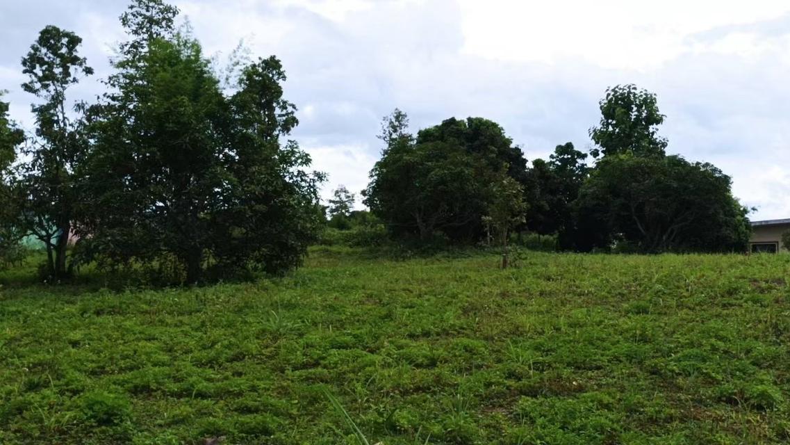 ที่ดินจังหวัดเชียงใหม่ 7-1-71 ไร่ 3