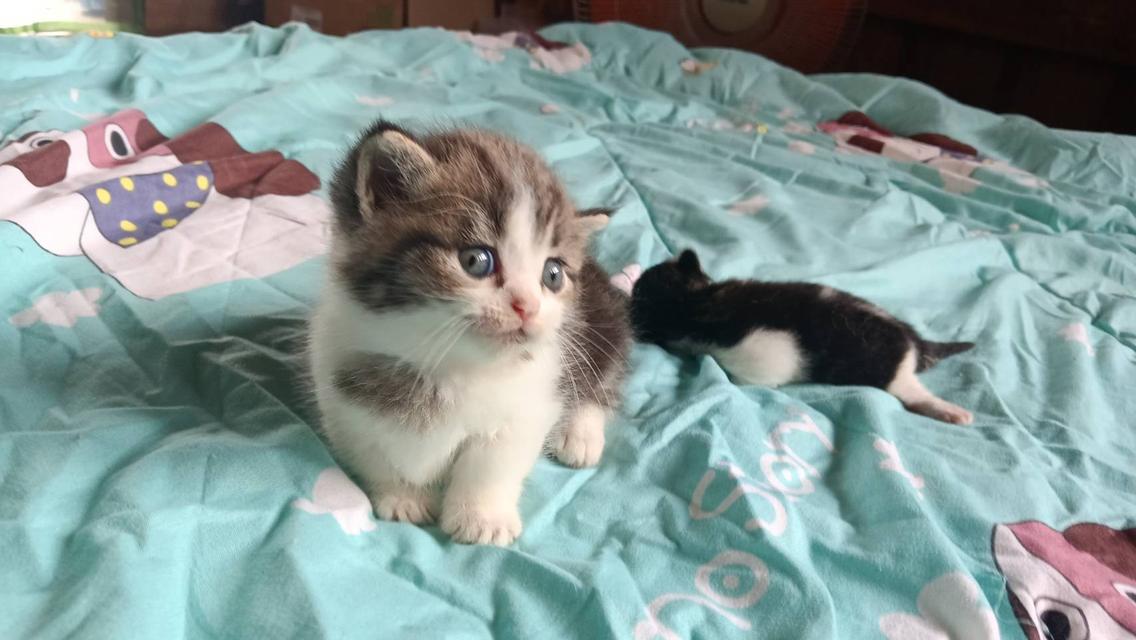 น้องแมวมัชกิ้นขาสั้น