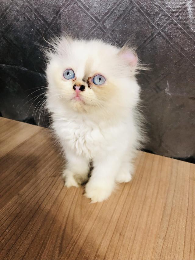 คนขายเลี้ยงเองครับ น้องแมวพันธุ์ อเมริกันเคิร์ลผสมหิมาลายัน เพศหญิง หูบิน ( ตาสีฟ้า ) 3