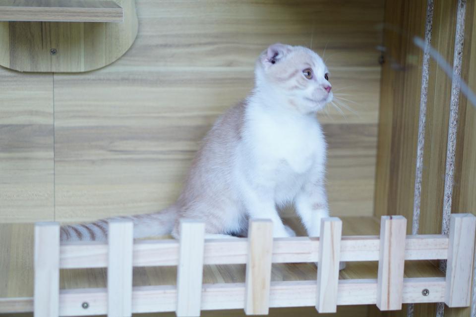 สก็อตทิช เพศผู้  หูพับ รูปที่ 11