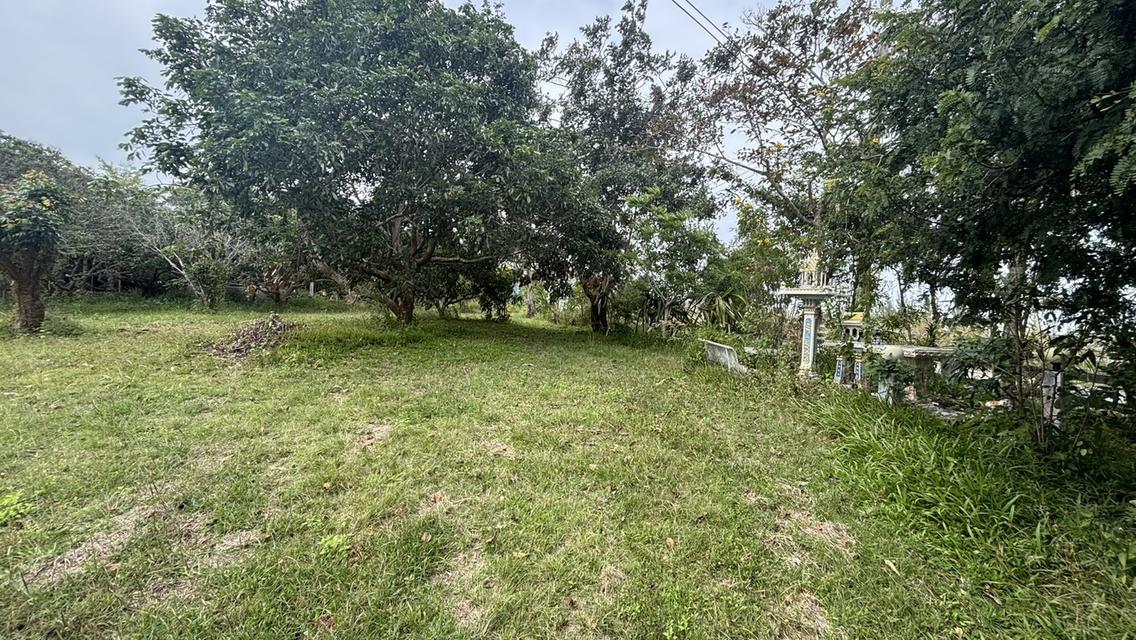 บ้านพร้อมที่ดิน 4 ไร่ 2 งาน 3.2 ล้าน อ.วังน้ำเขียว 8