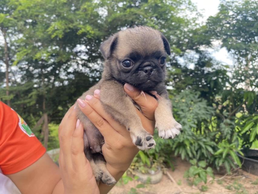 สุนัข 5