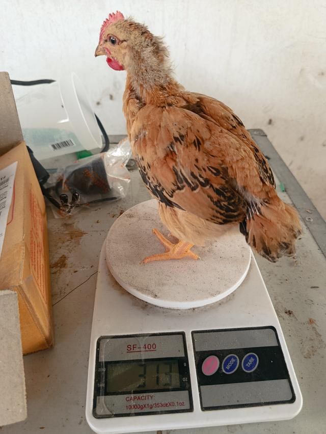ไก่เหวินชาง (ไก่ไหหลำ) รูปที่ 5