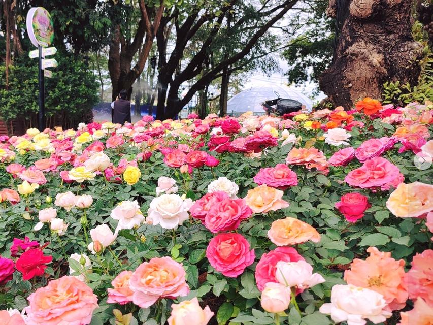 #ทัวร์เชียงรายปีใหม่ 3 ที่สุดท้าย