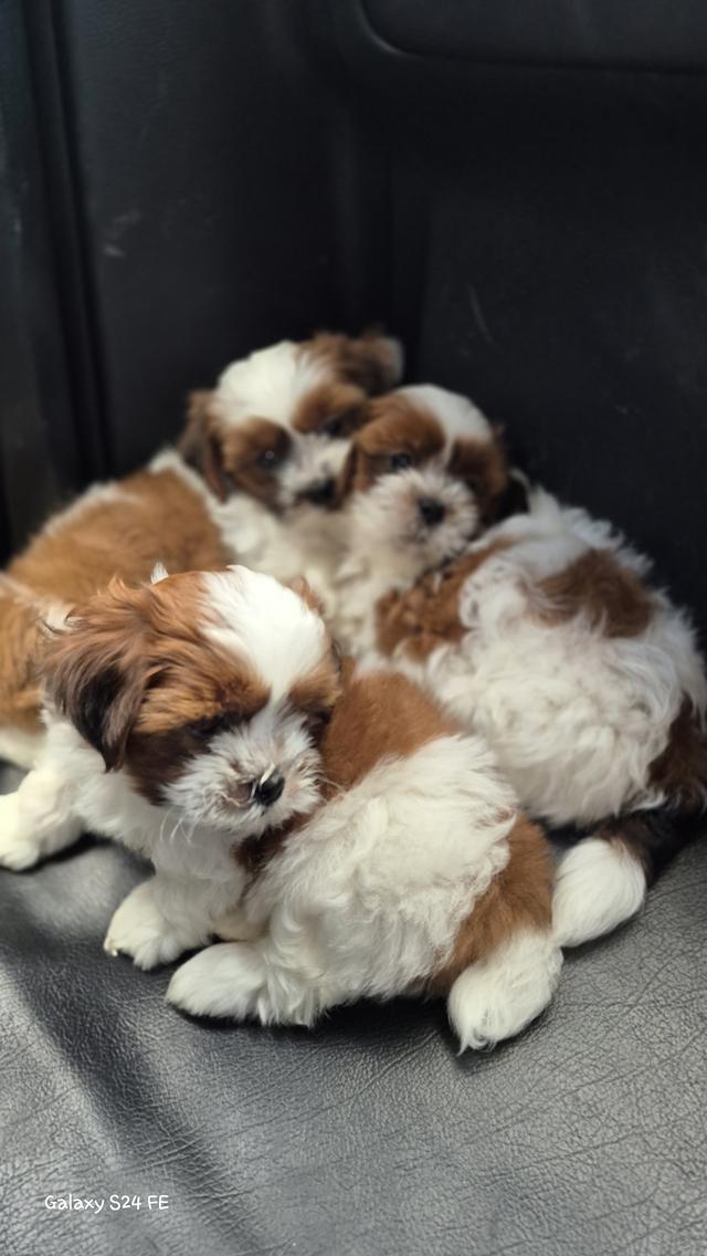 ด่วน!!!พิเศษน้องหมาชิสุ นครปฐม