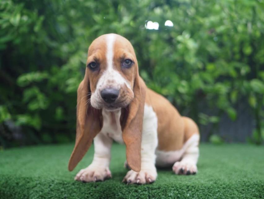 Sale Basset Hound สุดน่ารัก