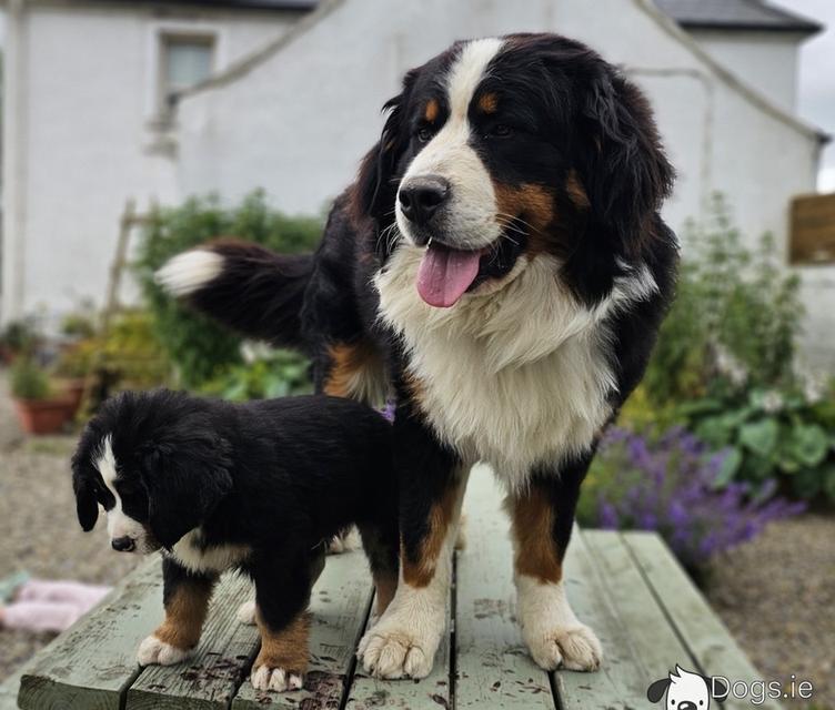 Bernese Mountain Dog Puppies