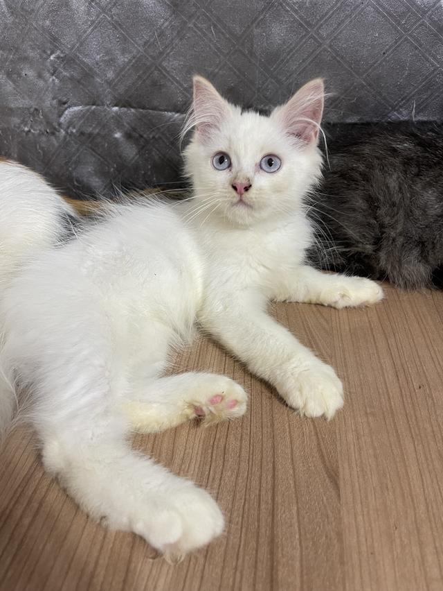 คนขายเลี้ยงเองครับ น้องแมวพันธุ์ อเมริกันเคิร์ลผสมหิมาลายัน เพศชาย ตาสีฟ้า