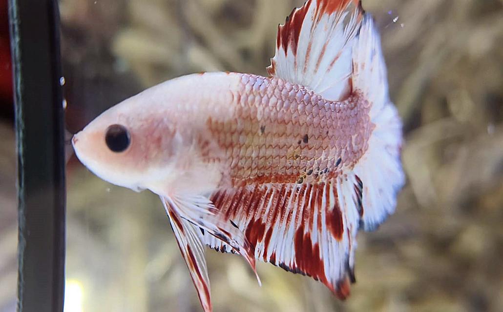 นีโม่โค่ย (Koi Betta) สีหลุมติดลายไฟ 6