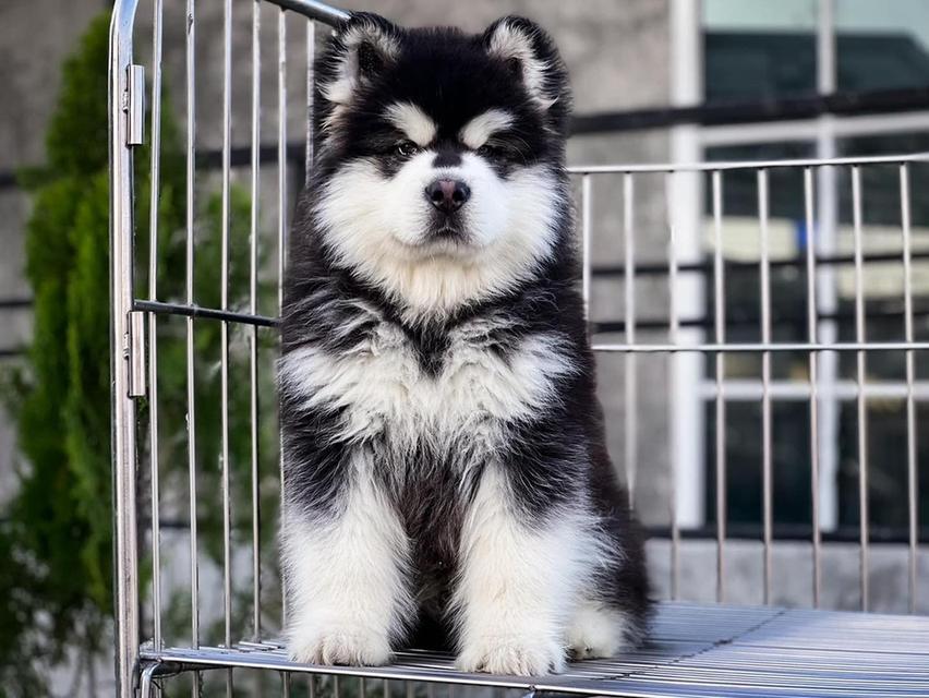 Alaskan Malamute Puppies