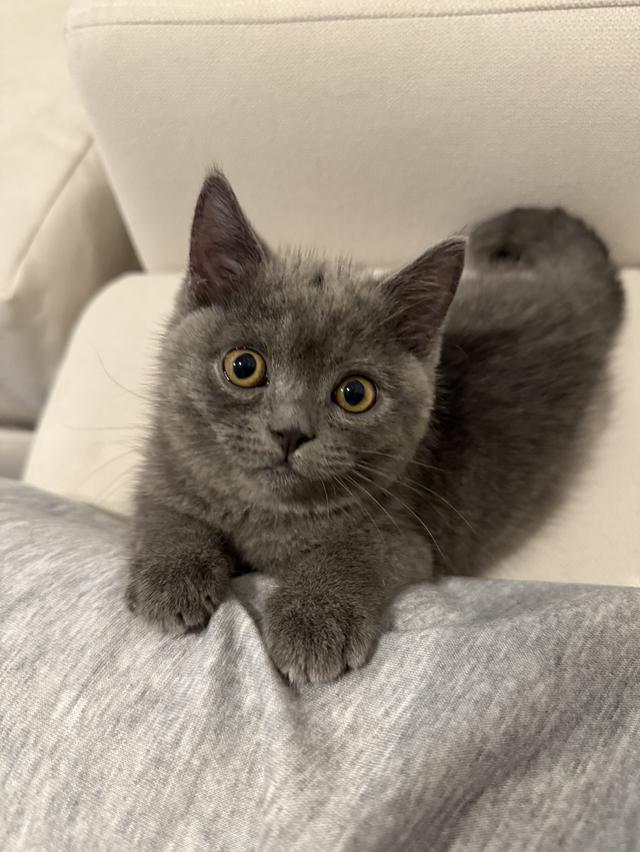 แมว British short hair กทม เท่านั้นค่ะ รูปที่ 9