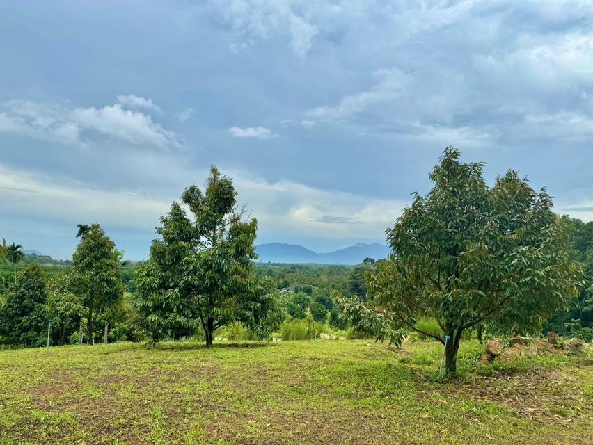 ขายสวนทุเรียน 11 ไร่ สวนทุเรียนขั้นบันได บ้านตากอากาศบนเขา พร้อมโฉนด! วิวหลักล้าน   7