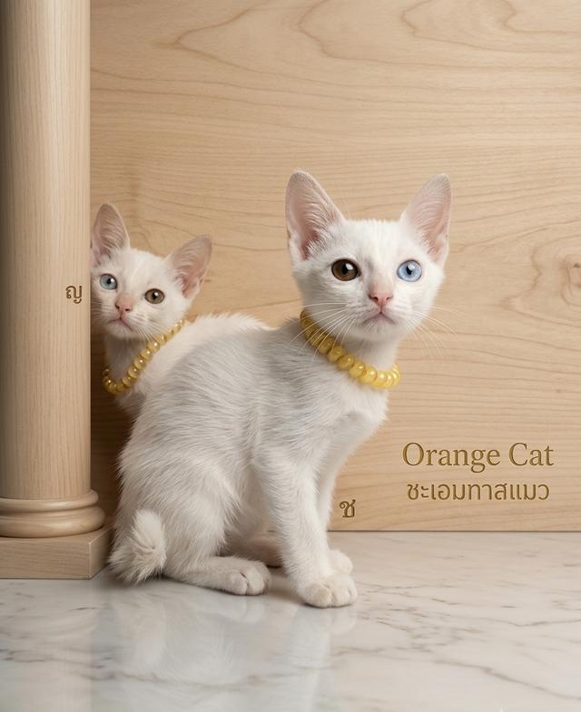 แมวขาวมณีตาสองสี หางขวัก ตรวจหัดให้ก่อนย้ายรับประกันเอดส์แมวกับรคีเมียคะ