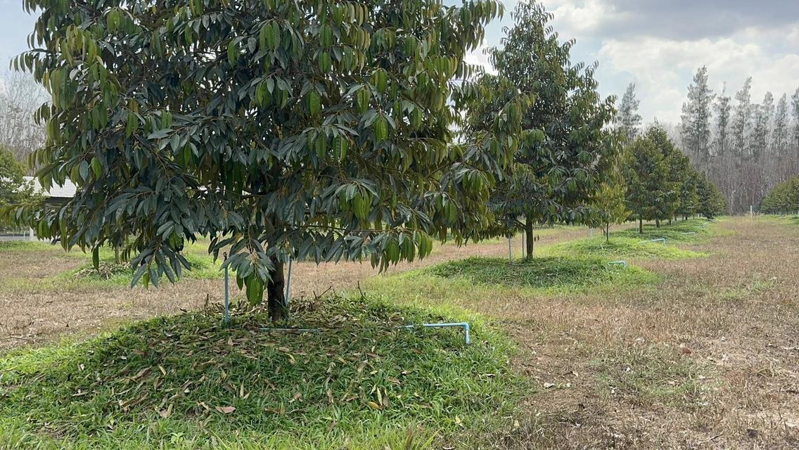 สวนทุเรียนจังหวัดระยอง เนื้อที่ 8 ไร่ 3 งาน 9 ตรว ราคาไร่ละ1,000,000 บาท ต.ชำฆ้อ อ.เขาชะเมา จ.ระยอง เขตติดต่อ อ.แกลง จังหวัดระยอง พื้นที่สวยทำเลดีมาก 9