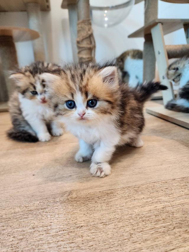 แมว สก็อตติช อายุ 2-3 เดือน ตัวละ 5000 พิกัดไทรม้า