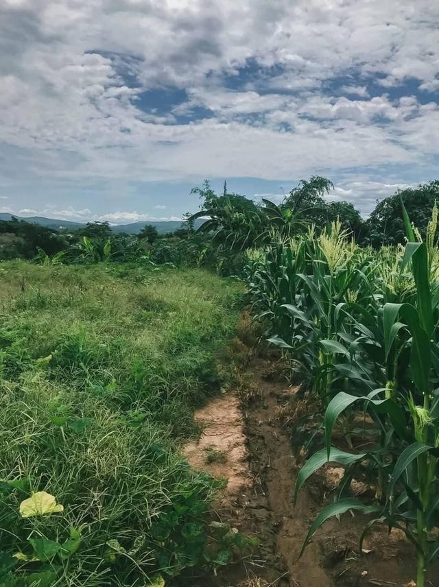 ขายที่ดินแม่ริม เชียงใหม่ 9