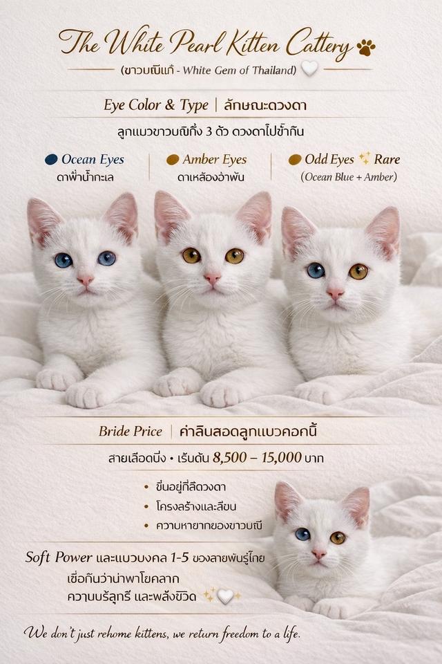 [เด็กๆพร้อมย้ายบ้านทั้ง3]พ่อพันธุ์ แม่พันธุ์ ไม่แบ่งครับ | แมวสายพันธุ์ขาวมณี(The White Pearl),แมวสายพันธุ์สก็อตติชโฟลด์(Scottish fold) รูปที่ 11
