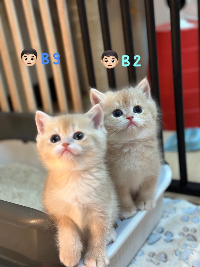 แมวมันซ์กิ้น- บริติช ขาปกติ รูปที่ 1