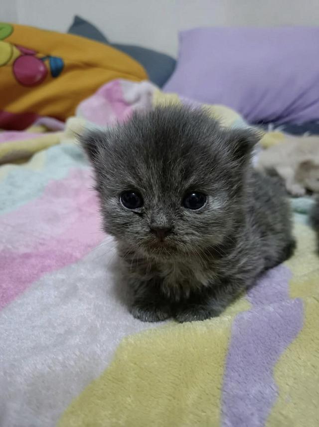 ลูกแมวเปอร์เซียแท้ พร้อมฉีดวัคซีนและถ่ายพยาธิ รูปที่ 5