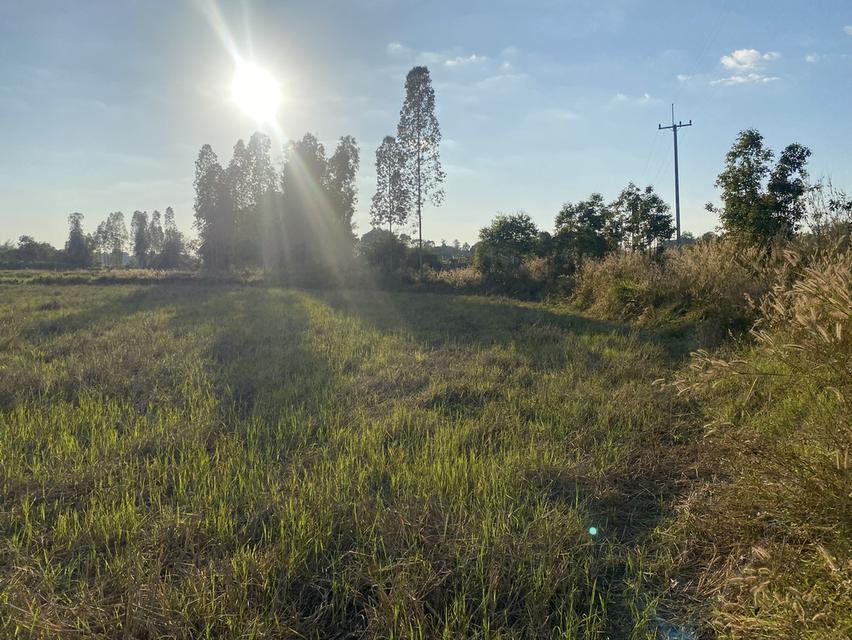 ที่ดิน11ไร่อยู่ถนน4เลนตัดใหม่กาฬสินธุ์-มุกดาหาร 2